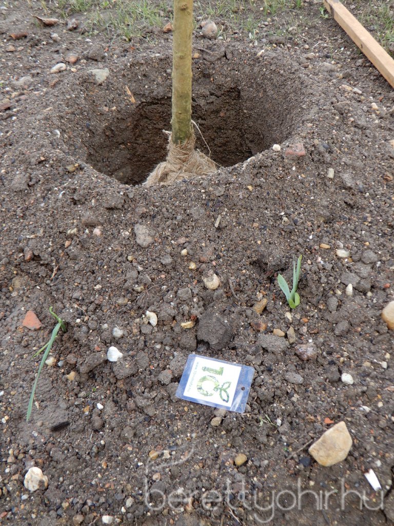 Közösségi faültetés Berettyóújfaluban 52